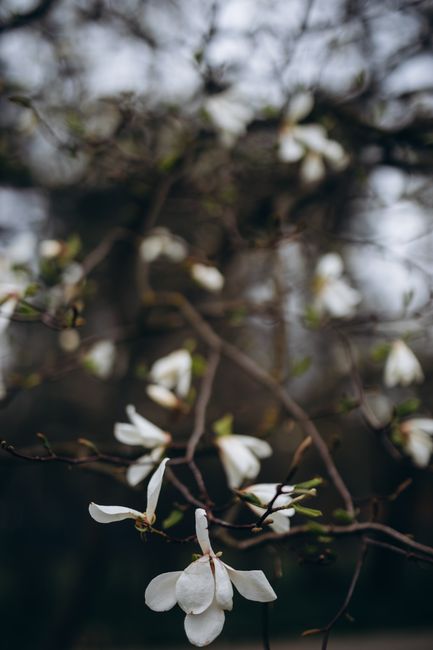 Close-up of white magnolia blossoms against blurred branches in spring.