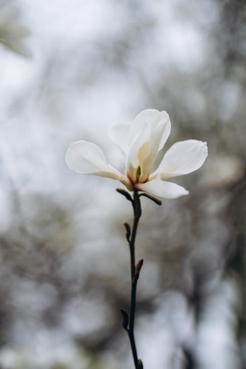 木蘭花 的 免費圖庫相片