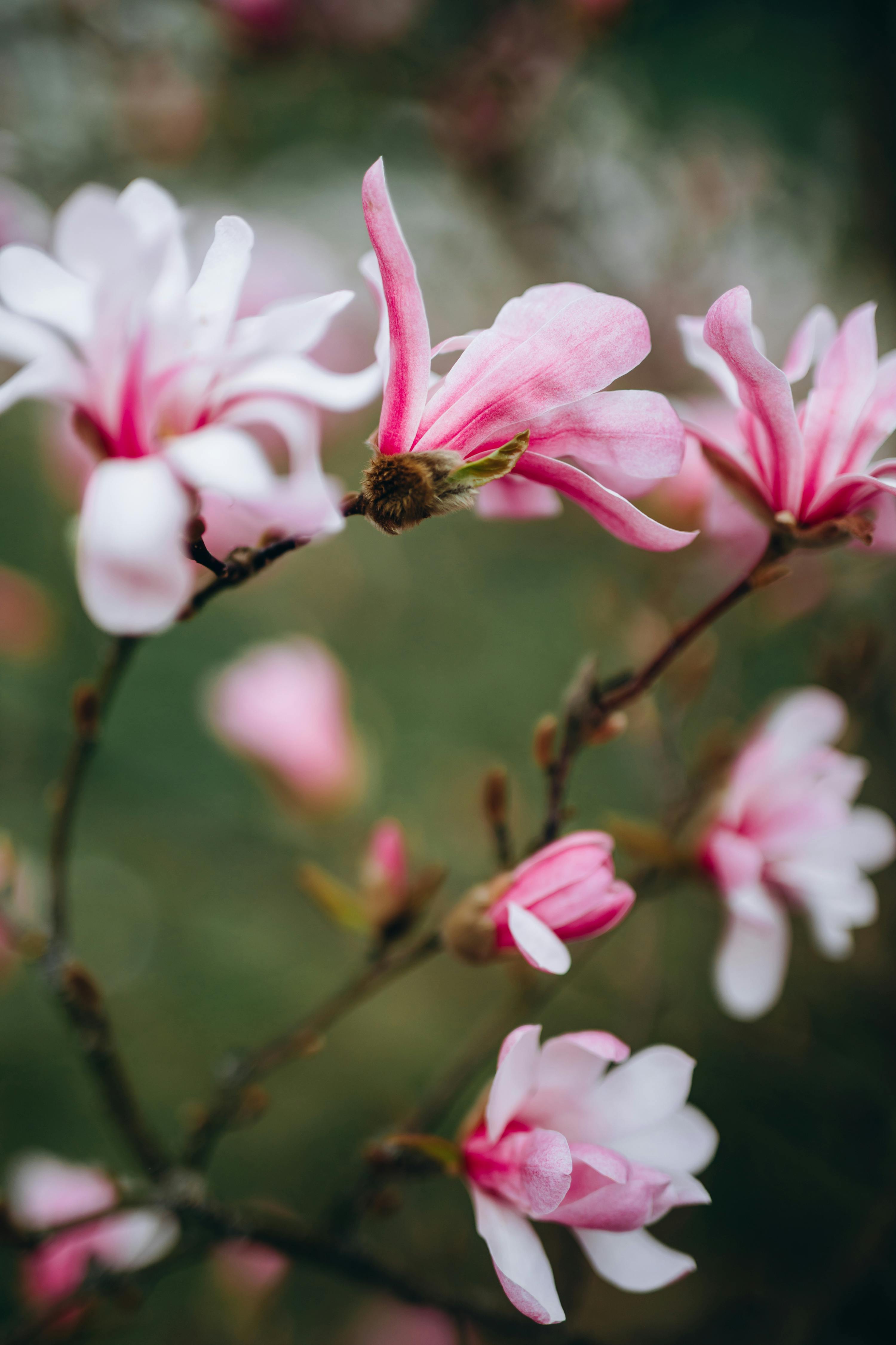 Beautiful pink magnolia blossoms captured in full bloom during springtime.