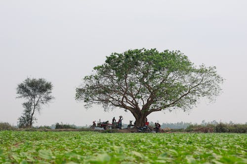 Ilmainen kuvapankkikuva tunnisteilla @outdoor, aamu, bangladesh