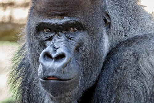 A close up of a gorilla's face