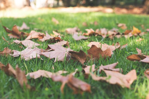Free dökülmüş yapraklar, güz yaprakları, sonbahar yaprağı içeren Ücretsiz stok fotoğraf Stock Photo