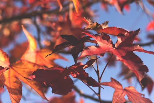 Fotobanka s bezplatnými fotkami na tému červená, červené listy, jesenné listy