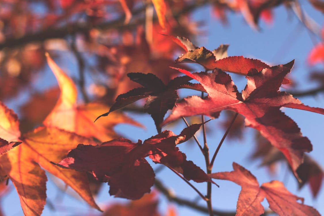 Free stock photo of fall foliage, fall leaf, fall leaves
