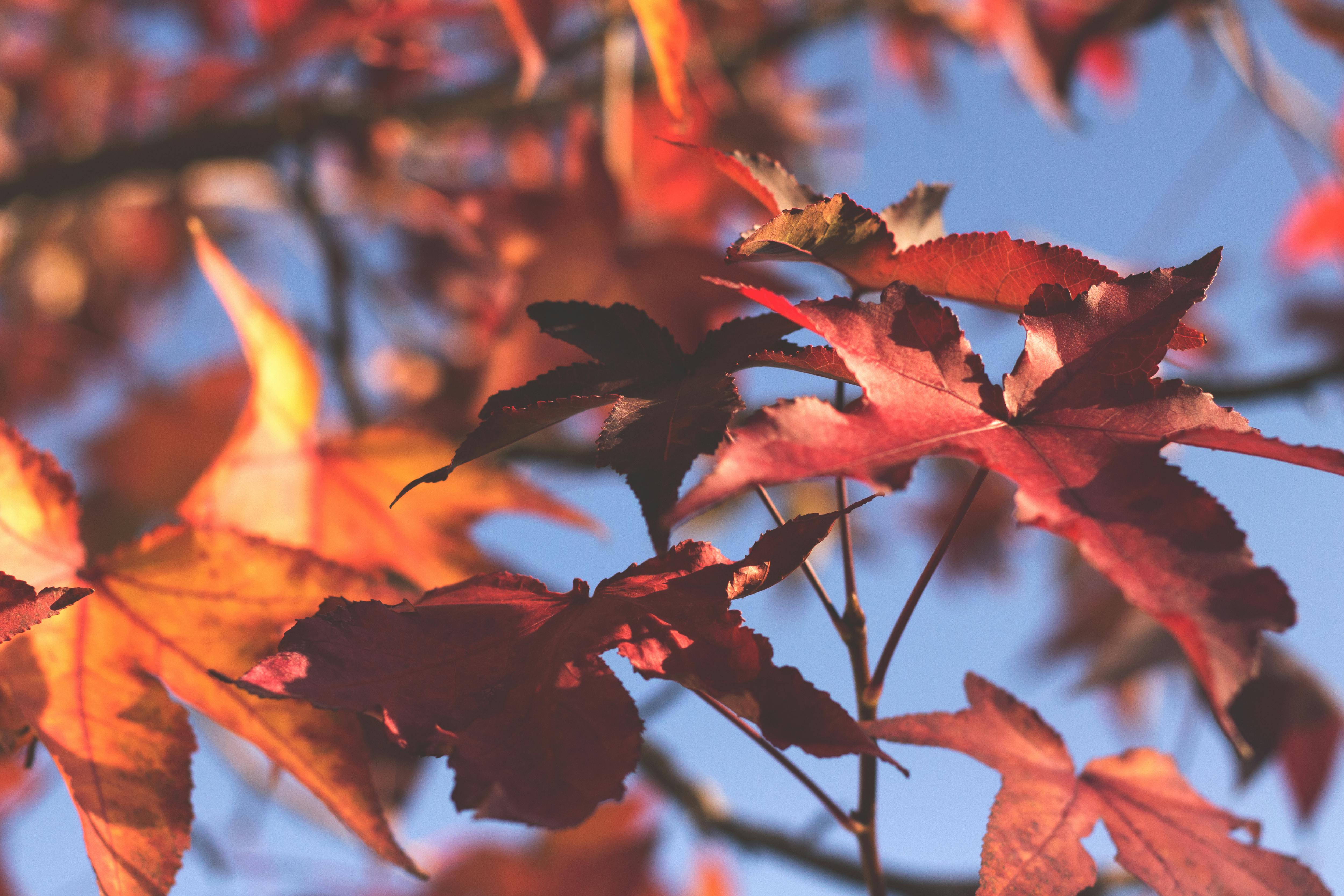 秋の葉 紅葉 落ち葉の無料の写真素材