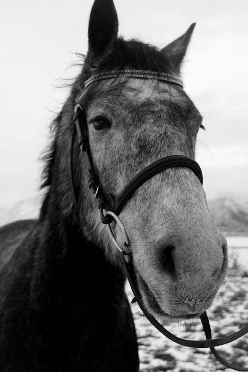 Free stock photo of horse, snow
