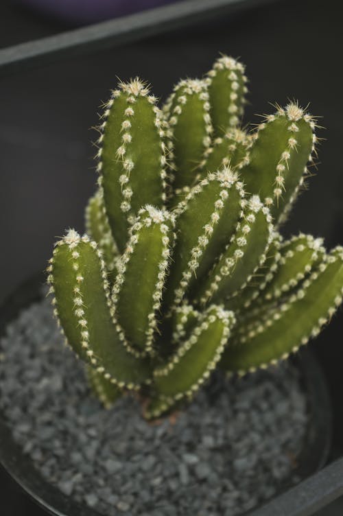 Free Green Candelabra Cactus Stock Photo