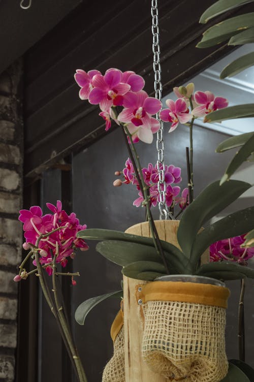 Orchidee Di Falena Viola
