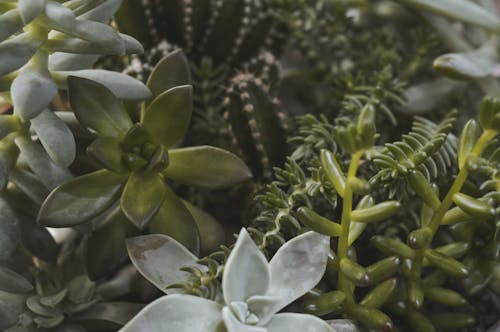 Free Green Succulent Plants and Cactus Stock Photo