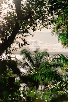 Lush tropical foliage with palm trees by the seaside during a beautiful summer sunset.