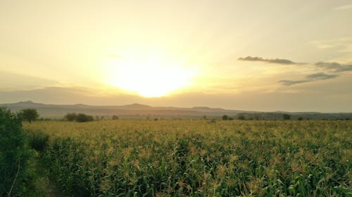 Sunset over Maize Farm 