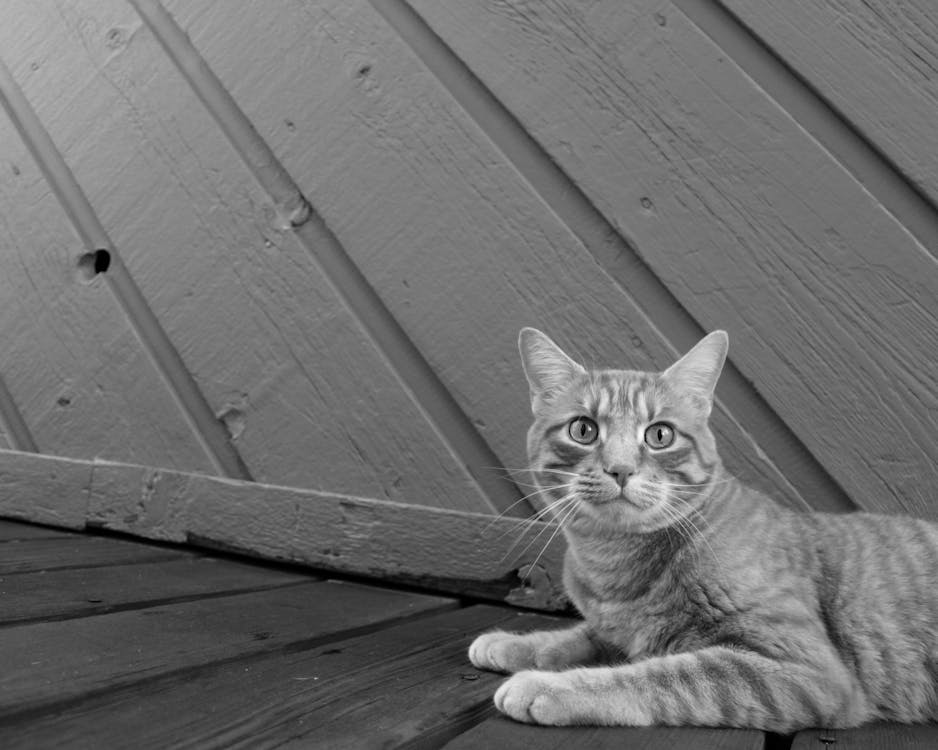 Gratis Fotografi Grayscale Kucing Istirahat Di Samping Dinding Foto Stok