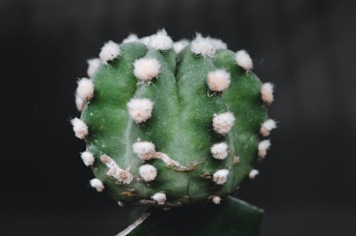 Pianta Di Cactus