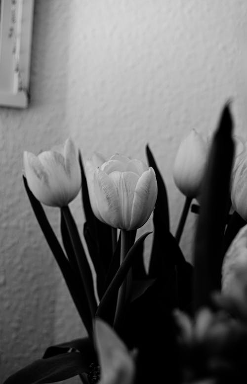 White Tulips