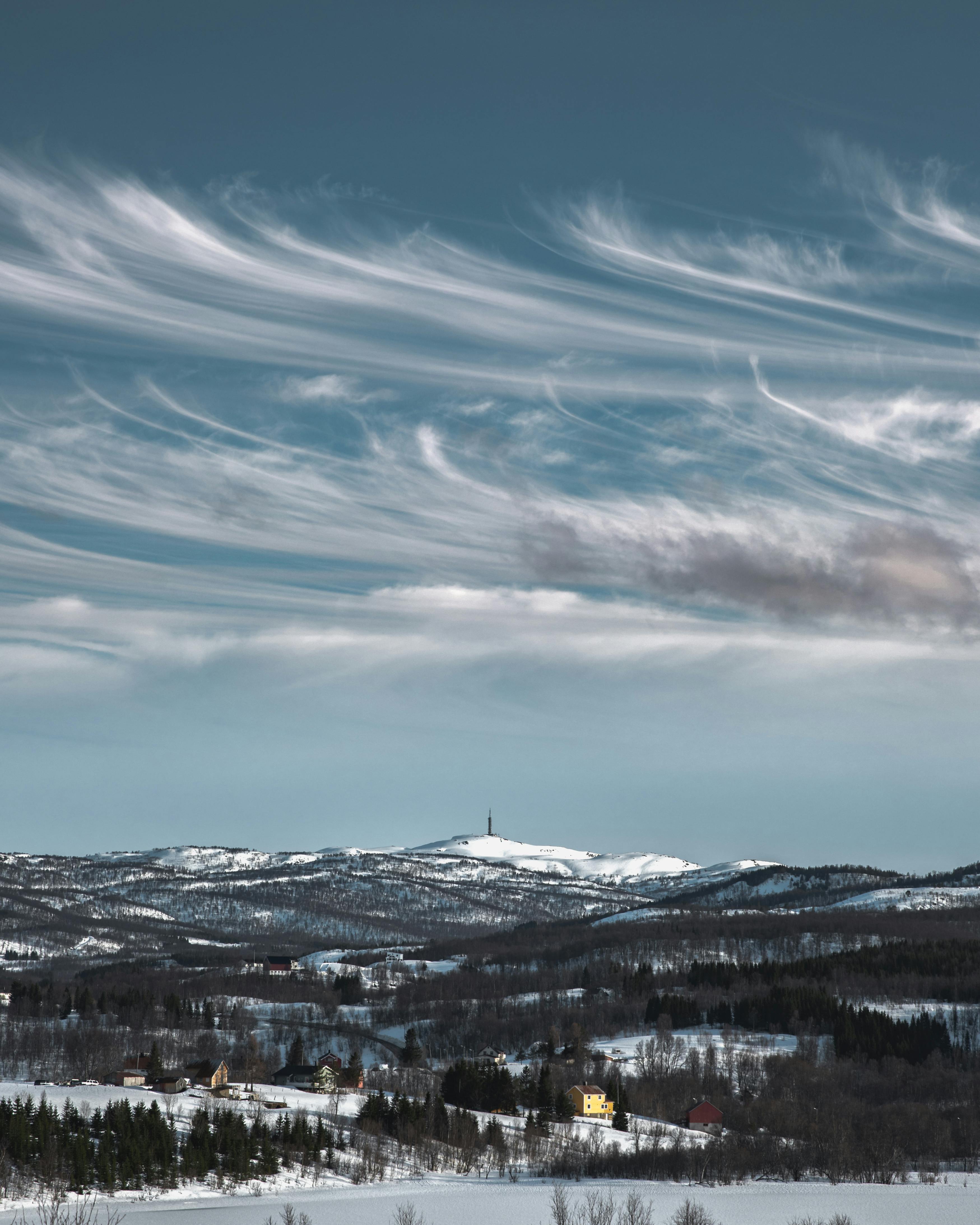 Trees Under Blue Sky