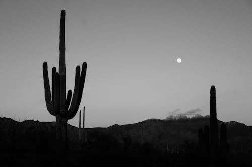 Δωρεάν στοκ φωτογραφιών με saguaro, Αριζόνα, ασπρόμαυρο