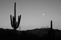 月光下，亚利桑那州沙漠中仙人掌的黑白轮廓