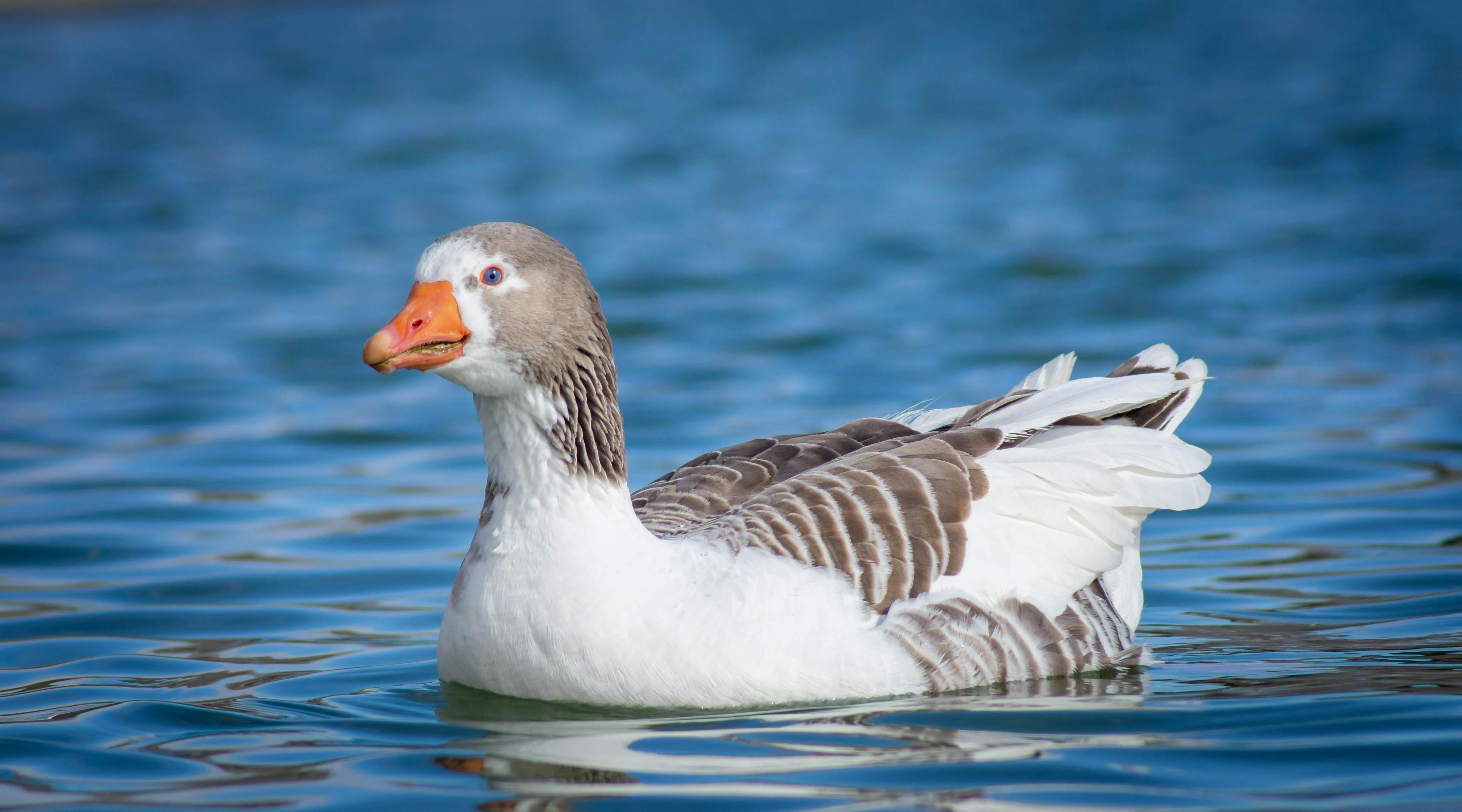goose in river