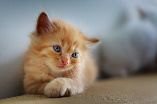 Оранжевый полосатый котенок