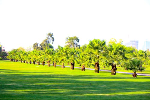 Free stock photo of palm trees, park Stock Photo