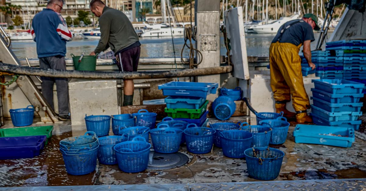 Fishermen sorting freshly caught fish at Calpe harbor, with vibrant blue crates and nets visible.