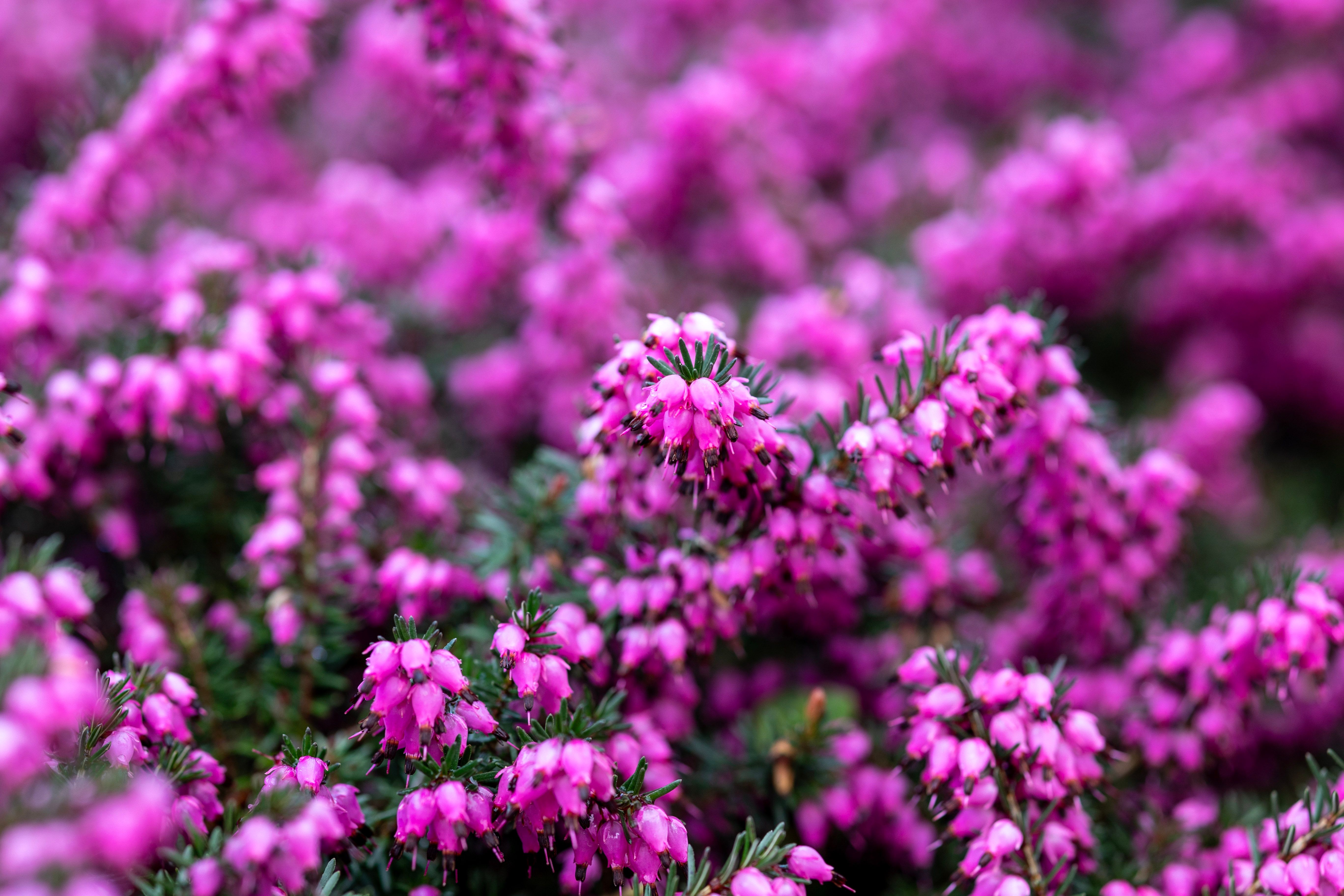 Вереск: вирощування, догляд та використання у ландшафтному дизайні — purple flowering heather garden landscape