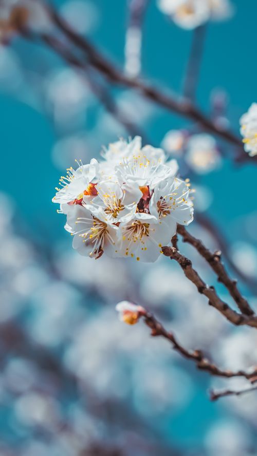 Free Detailed shot of white blossoms on a branch set against a vibrant blue sky, epitomizing spring. Stock Photo