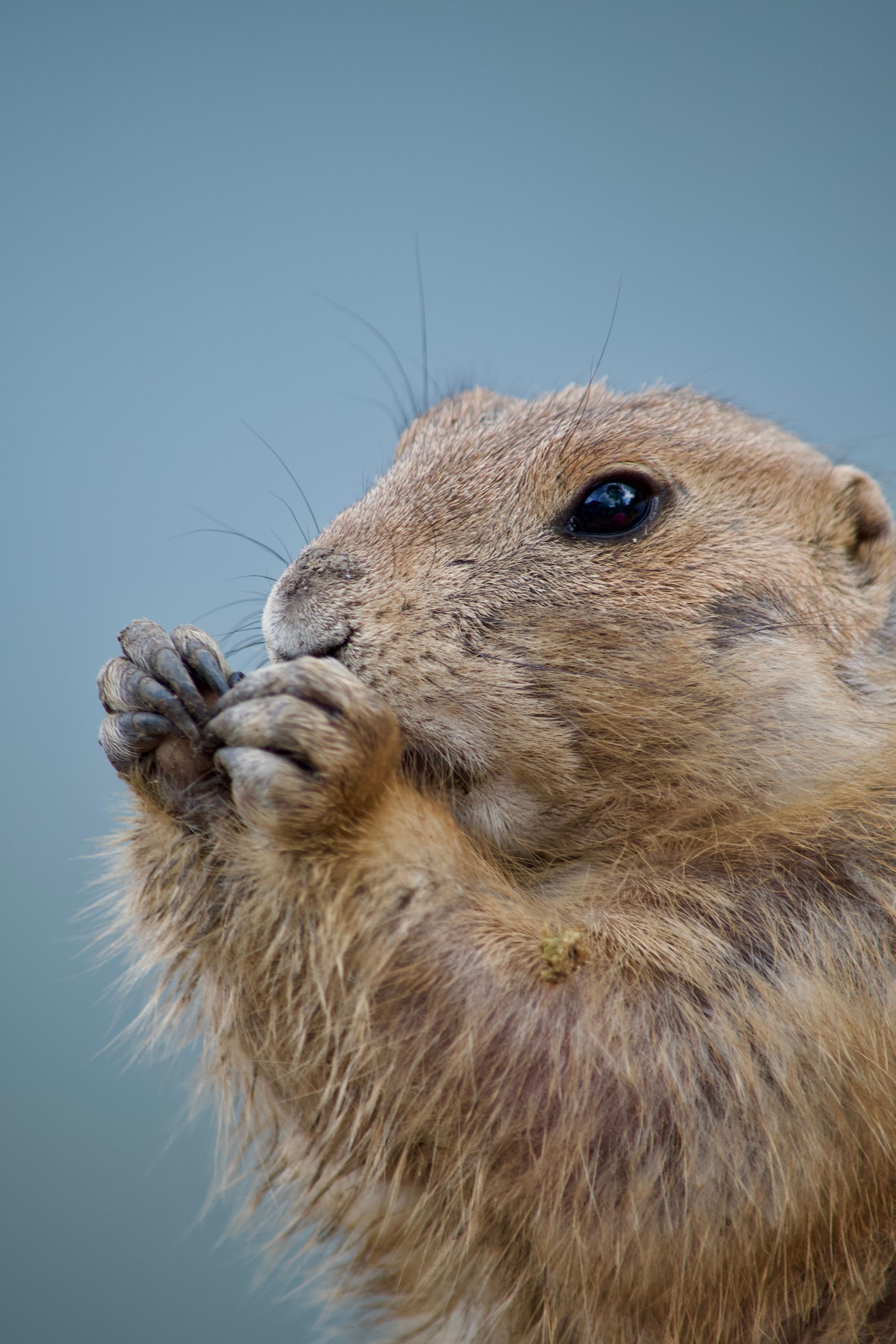 A detailed shot of a prairie dog munching on food, captured in nature.
