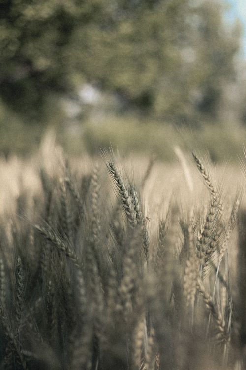 Free Close-up of ripe wheat in a field on a sunny day, Peshawar, Pakistan. Stock Photo