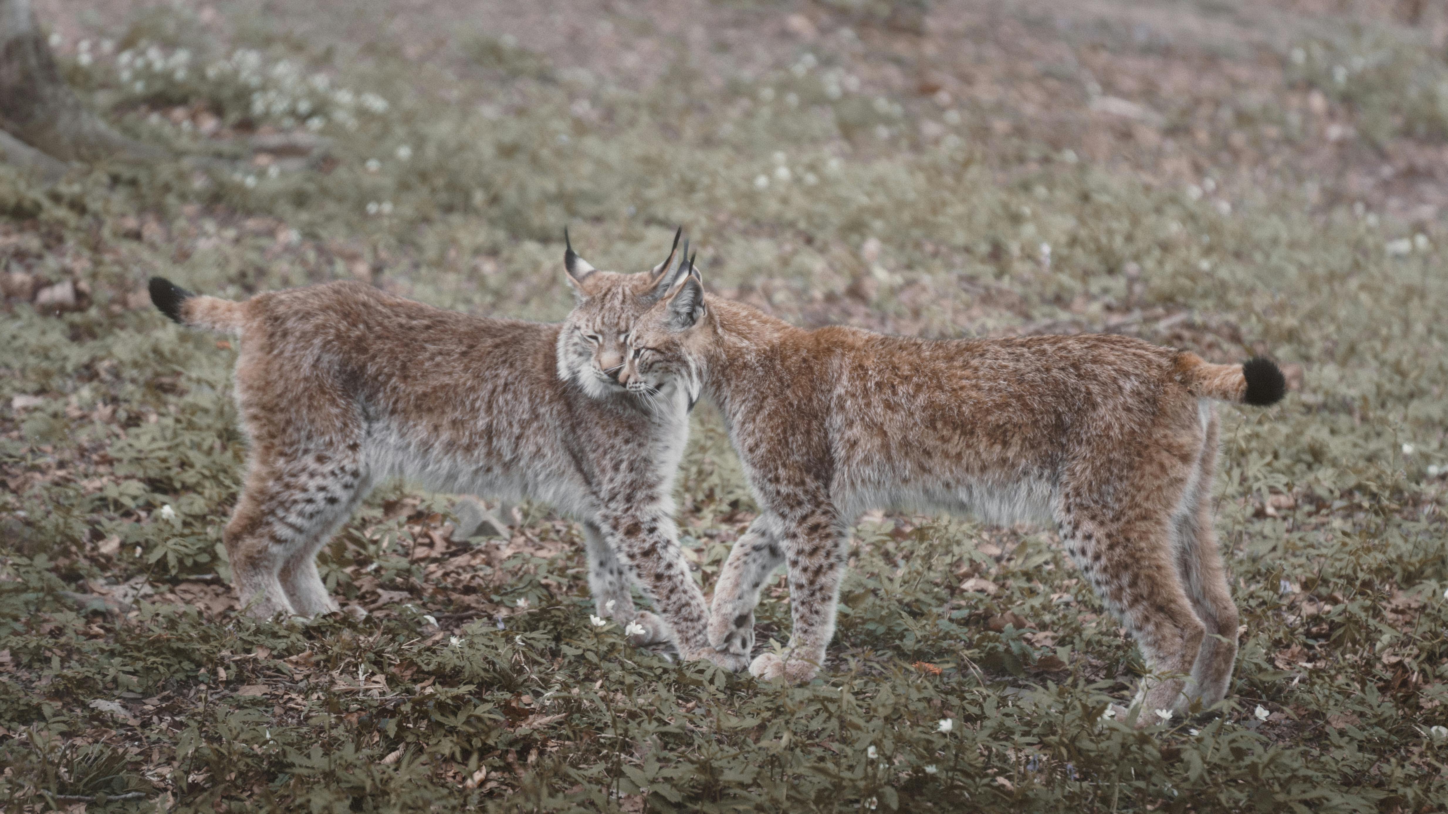 Iberian Lynx Territory Walk — Coto Doñana Spain