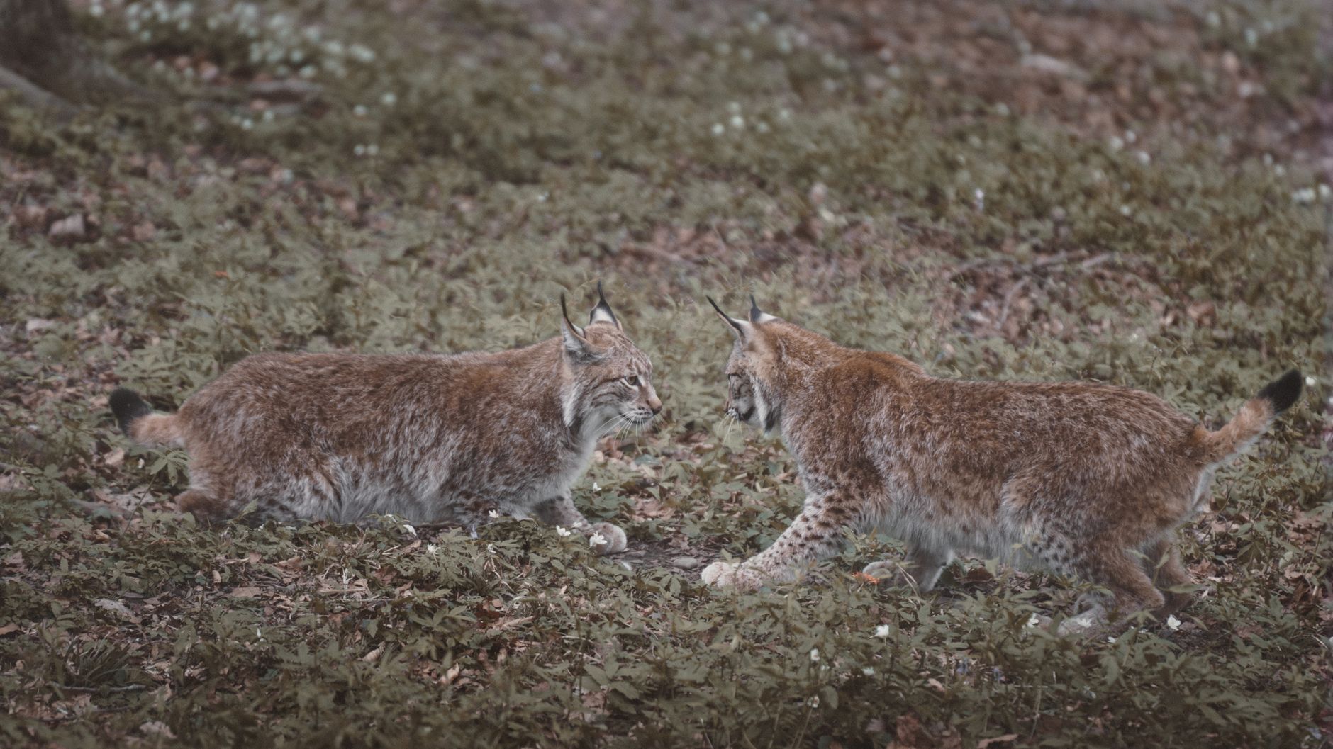 Der Luchs
