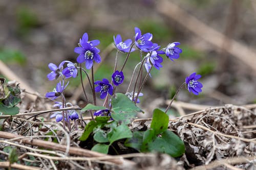 A small group of blue flowers growing in the ground