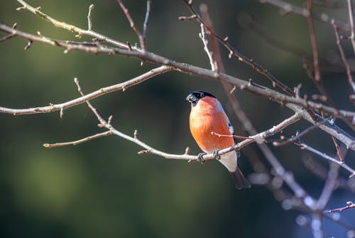 A bird sitting on a branch in the winter