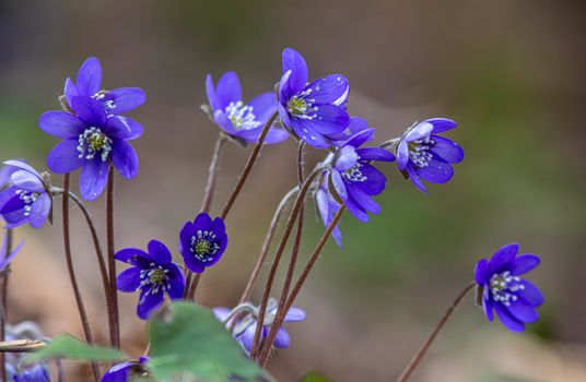 Blue flowers with green leaves in the background