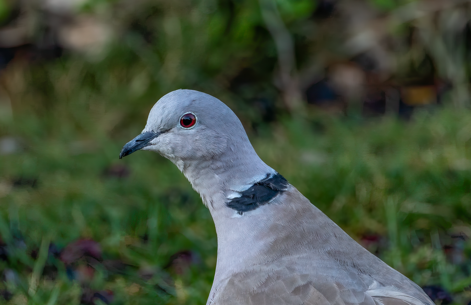 Fotomural Tórtola turca con un distintivo anillo negro en el cuello en un entorno de jardín.