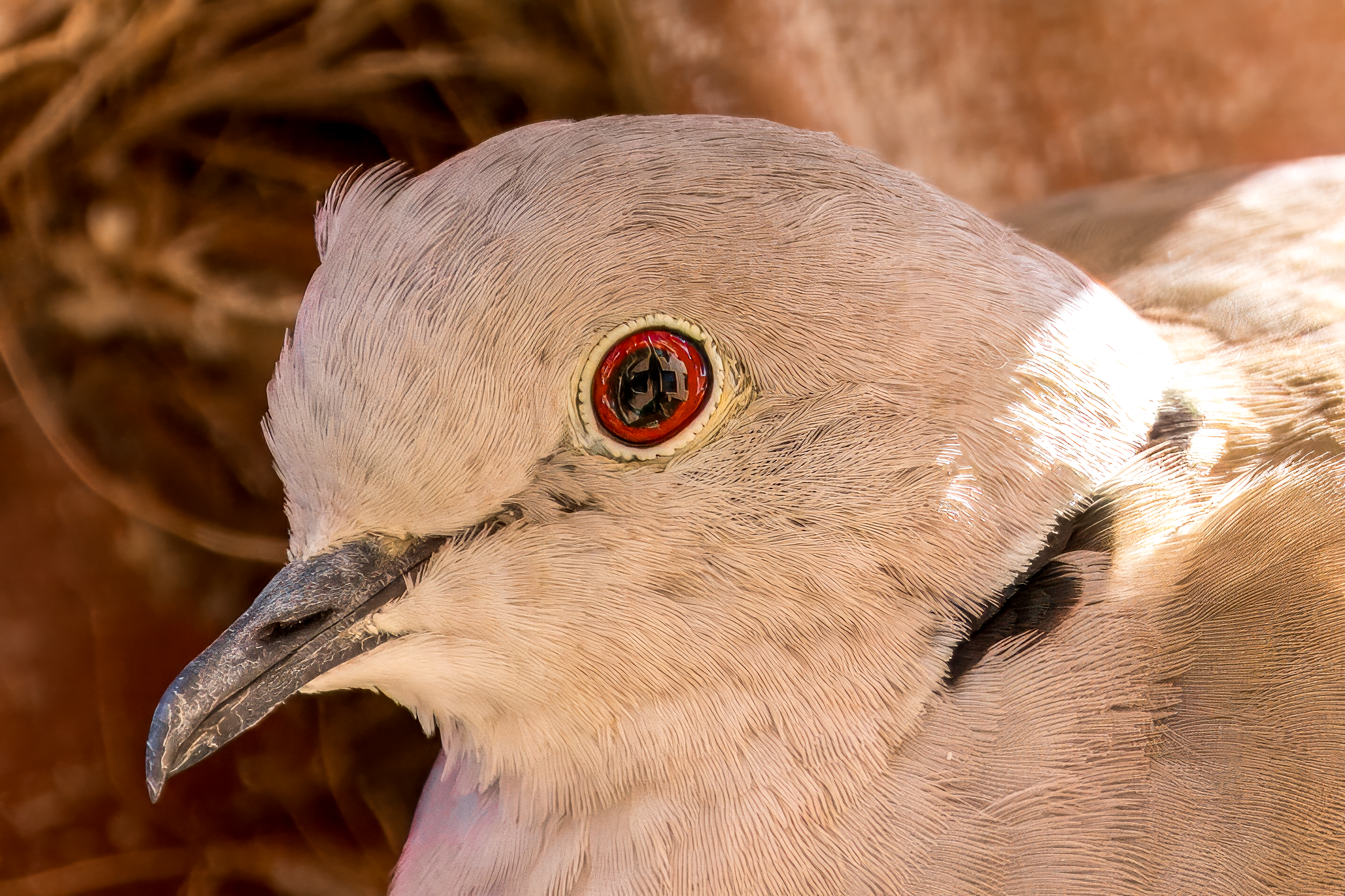 Fotomural Primer plano íntimo de una tórtola con llamativo ojo rojo en su hábitat natural.