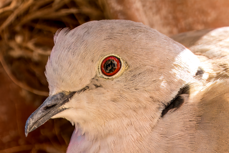 Fotomural Primer plano íntimo de una tórtola con llamativo ojo rojo en su hábitat natural.