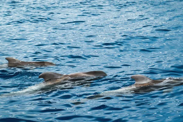 Observation des baleines