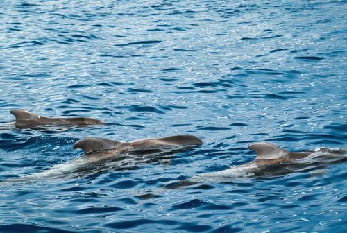 Free A pod of dolphins gracefully swimming in the crystal blue waters off Santa Cruz de Tenerife, Spain. Stock Photo