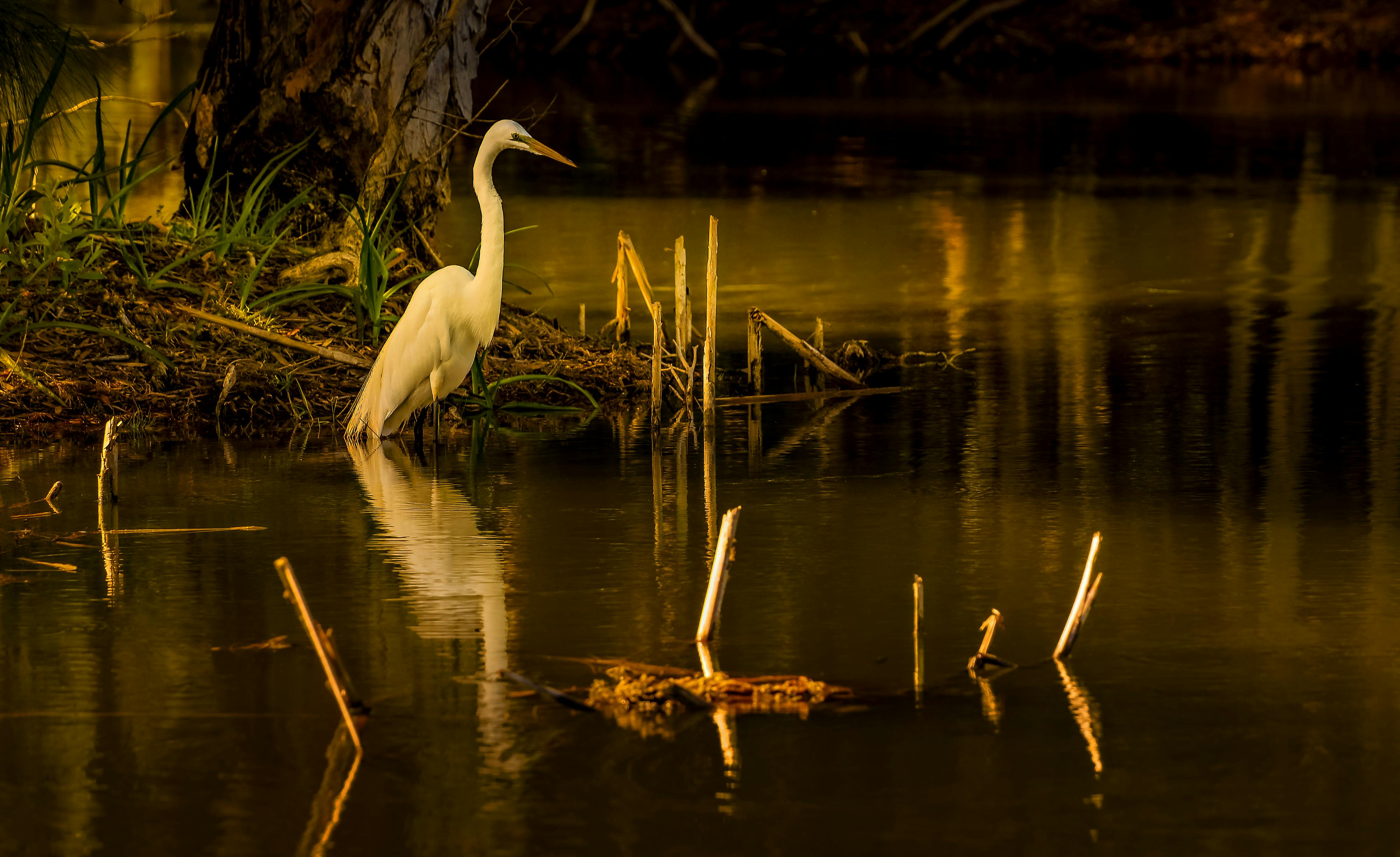 Elegant white egret stands serenely by the water's edge in a peaceful wetland.
