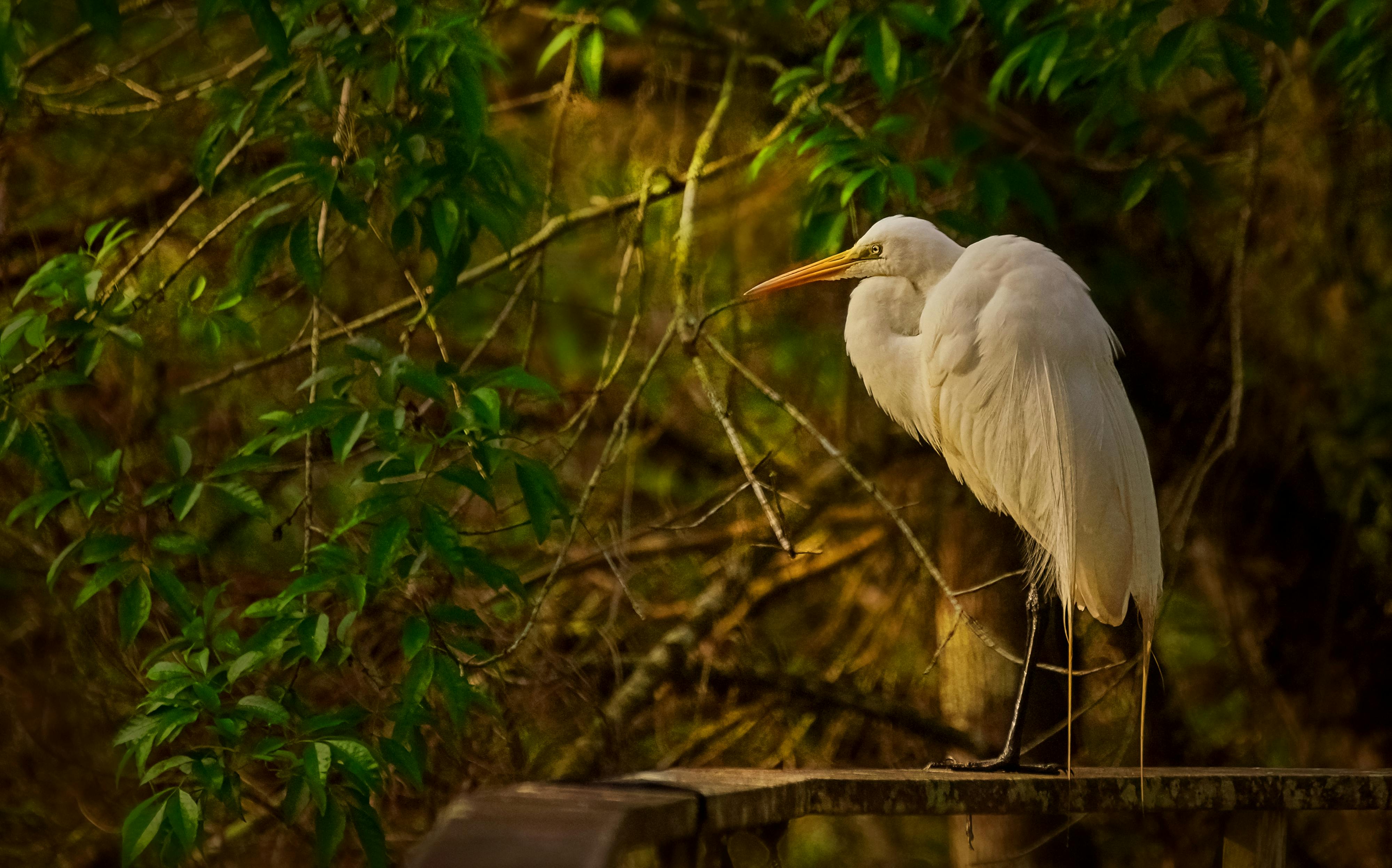 Gratis Foto stok gratis alam, anggun, ardea alba modesta Foto Stok