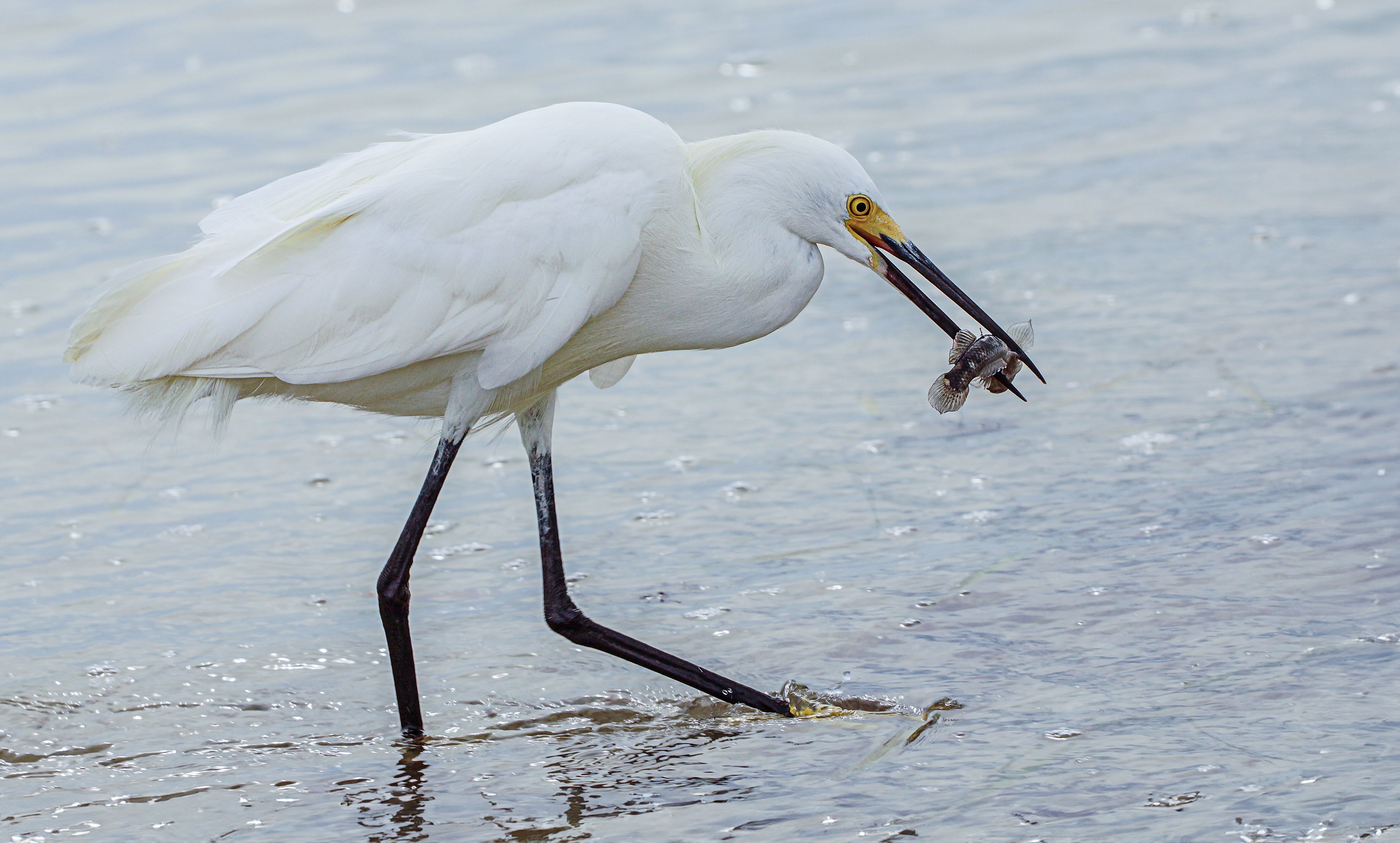 Wading Stork Holding Fish in Beak · Free Stock Photo