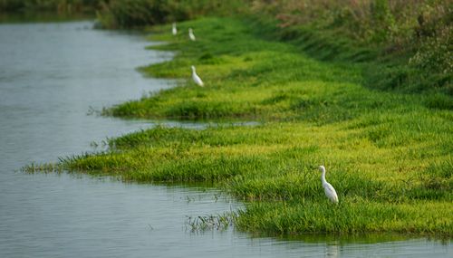 Free Snowy egrets grace a lush wetland riverbank, captured in serene natural beauty. Stock Photo