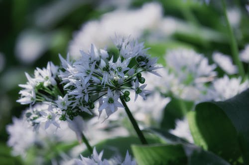 Weiße Blüten auf grünem Hintergrund