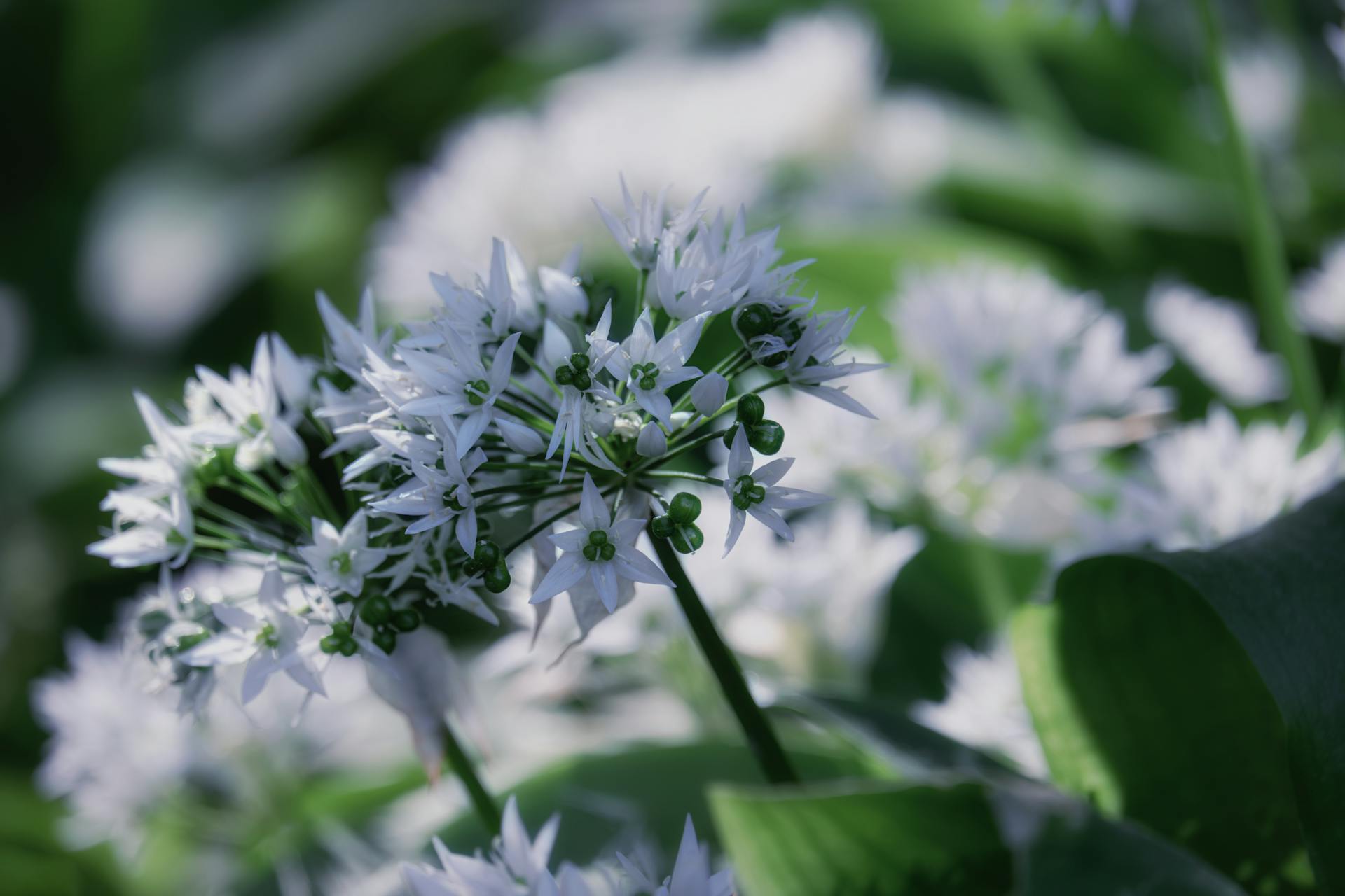 White Flowers of Wild Garlic