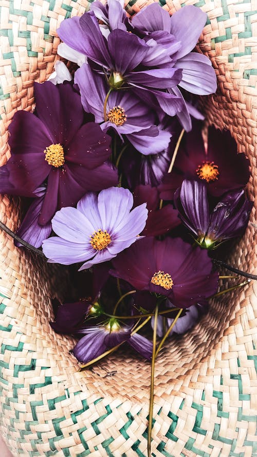 Free stock photo of beautiful flower, hat, purple