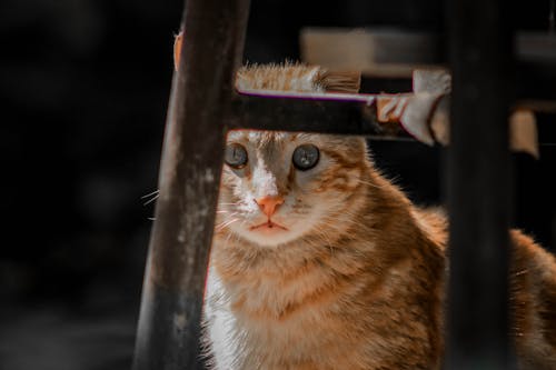 Miễn phí Con Mèo Tabby Màu Cam Dưới Ghế Ảnh lưu trữ