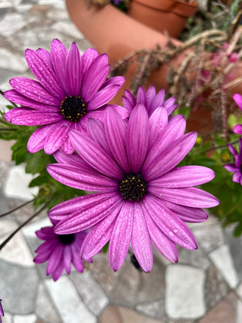 Purple Daisy