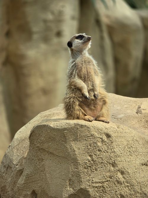 Free A solitary meerkat on a rock in Erfurt, Germany, showcasing wildlife in its natural habitat. Stock Photo