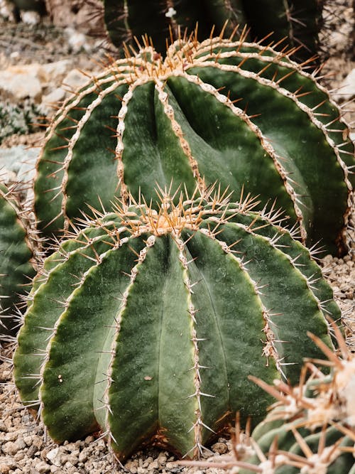 Безкоштовне стокове фото на тему «saguaro, агава, Алое»